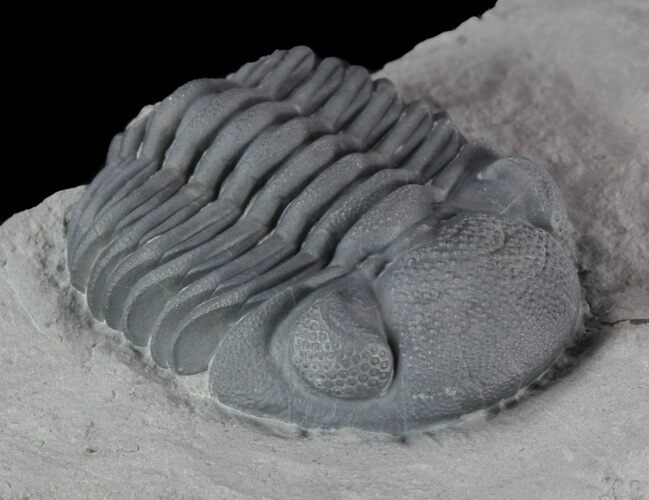 Folded Eldredgeops (Phacops) Trilobite - New York #50298